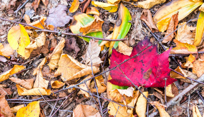 Beautiful foliage colors of New England