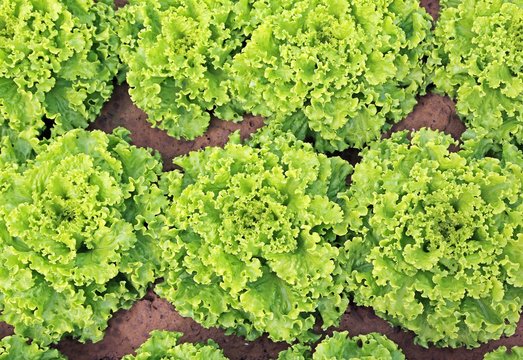 background of lush leaves of lettuce in the field of farmer