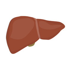 Realistic isolated human liver on white background. Body organ. Human anatomy.