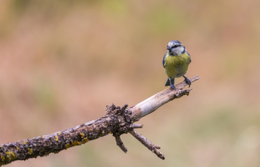 Mésange bleue