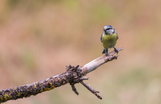 M&eacute;sange bleue