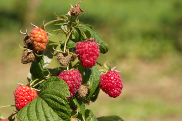Raspberry bush on a blurred green background