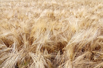 background of yellow wheat ears in the field in summer