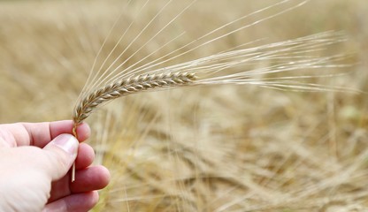 hand of the farmer holds mature yellow ear of wheat