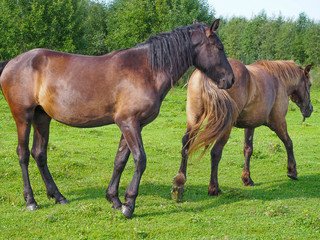 Horses on pasture, Yaroslavl region, Russia