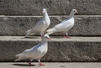 white pigeons