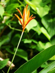 Heliconia