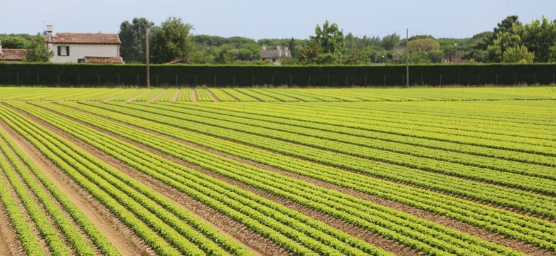 field of green lettuce grown on sandy soil in summer
