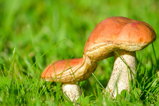 Edible mushrooms in a meadow, Tver region, Russia