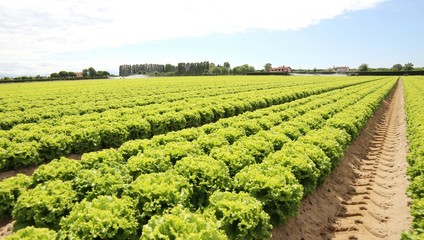 field of green lettuce grown on sandy soil