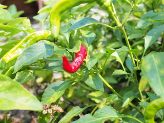 pianta di peperoncino rosso