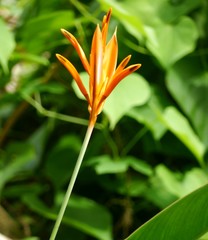 Heliconia