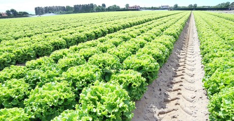 Fototapeta na wymiar field of green lettuce grown on sandy soil
