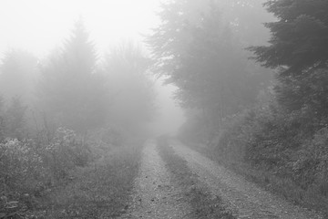 Fototapeta na wymiar Nebel im Naturpark Schwarzwald, Baden-Württemberg, Deutschland, Europa