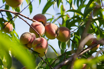 Organic, ugly peaches on the tree - selective focus