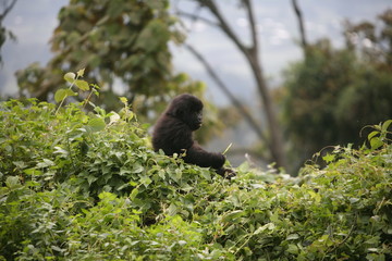 Wild Gorilla animal Rwanda Africa tropical Forest