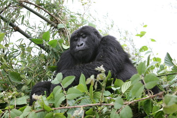 Wild Gorilla animal Rwanda Africa tropical Forest
