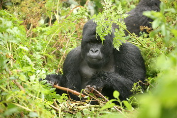 Wild Gorilla animal Rwanda Africa tropical Forest