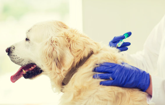 Close Up Of Vet Making Vaccine To Dog At Clinic