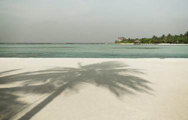 maldives island beach with palm tree and villa