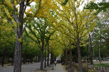 Fototapeta premium イチョウ