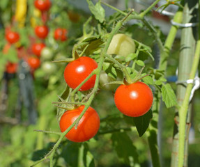 Tomates cerises