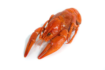 Boiled crayfish on isolate white background