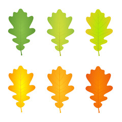 Autumn oak vector leaf