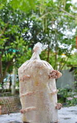 ear mushroom growing from Infected loaf in garden