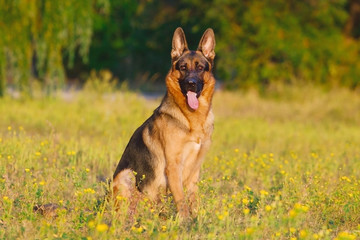 German shepherd dog sitting in park
