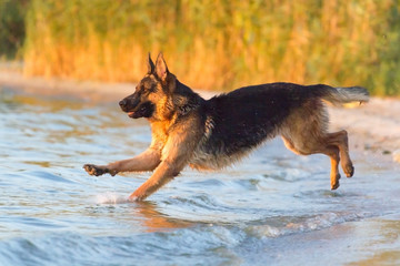 Shepherd dog jump in water play and fun