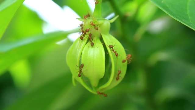 Macro red ant on green Ylang-Ylang flower