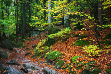 Autumn Forest in the Mountains