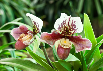 beautiful orchid from garden ( lady slipper orchid )