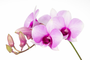 Naklejka na ściany i meble beautiful orchid on white background