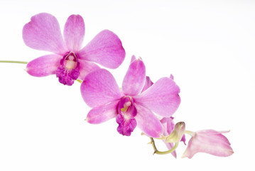 Naklejka na ściany i meble beautiful orchid on white background