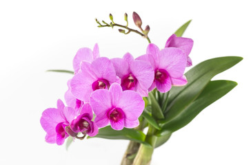 beautiful orchid on white background