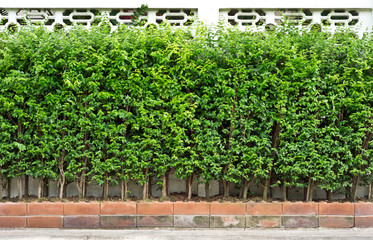 row of tree (Moke, wrightia religiosa Benth) in front of fence