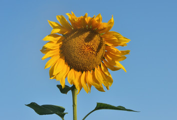 Beautiful sunflower against blue sky