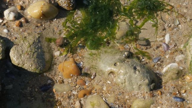 Ocean water bottom Pagurus bernhardus and other organisms hidding 4K 2160p 30fps UltraHD footage - Common marine hermit soldier crab in the snail shell 3840X2160 UHD video 
