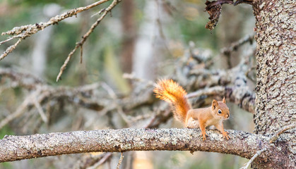 Squirrel on a tree branch