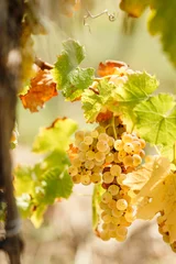 Foto op Canvas Golden grape Riesling (wine grape) on grapevine in vineyard lit by sunlight © PhotoIris2021