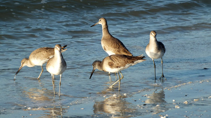 Sandpiper