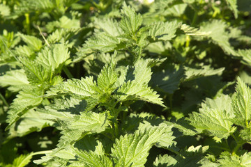 Stinging  nettle in the garden. Urtica dioica