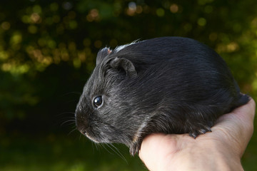 hand holding guinea pig on green blurred background