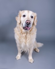 Dog on background. taken in a studio.