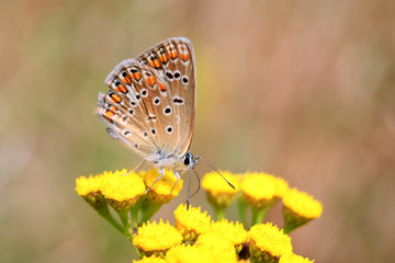 Polyommatus bellargus, Adonis Blue, is a butterfly in the family Lycaenidae. Beautiful butterfly sitting on stem.