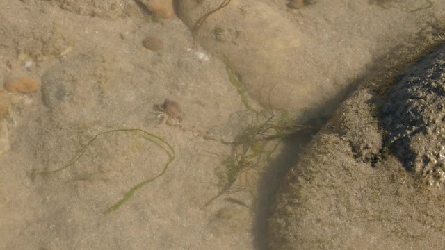 Pagurus bernhardus and other organisms hidding in ocean water bottom 4K 2160p 30fps UltraHD footage - Common marine hermit soldier crab in the snail shell 3840X2160 UHD video 