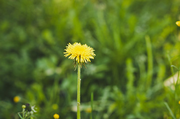 The lone dandelion in the grass 6674.