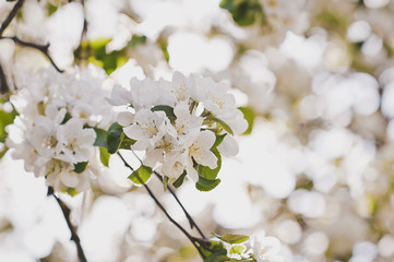 Naklejka premium Spring cherry tree in all its glory 6677.